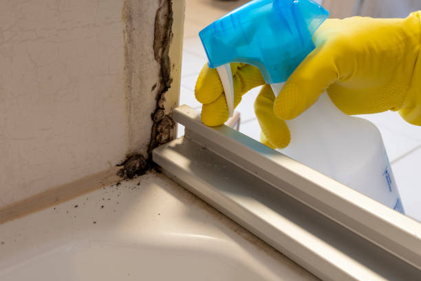 Best Office Mold Removal Services  in Santa Clara, CA