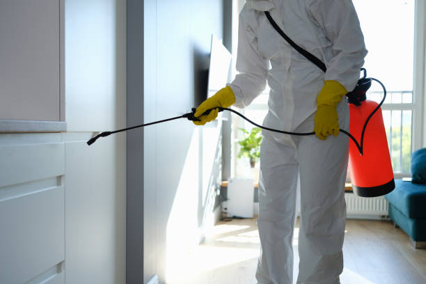 Best Certified Mold Removal  in Santa Clara, CA