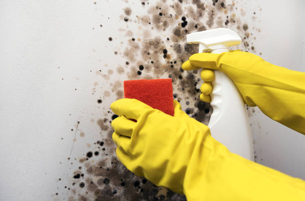 Best Mold Testing  in Santa Clara, CA