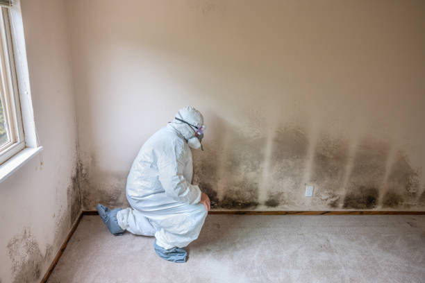 Professional Mold Removal in Santa Clara, CA