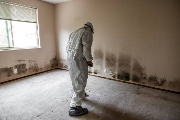 Best Mold Remediation Services  in Santa Clara, CA