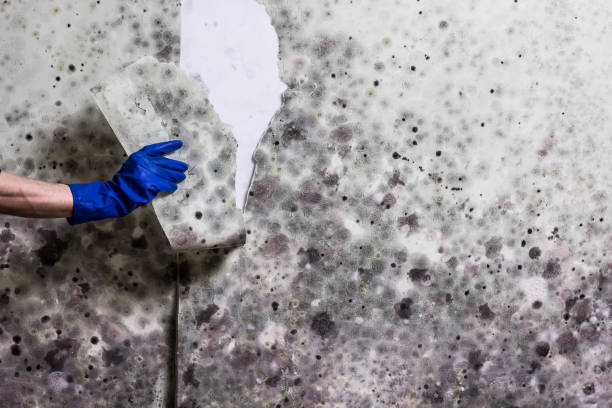 Best Residential Mold Removal  in Santa Clara, CA