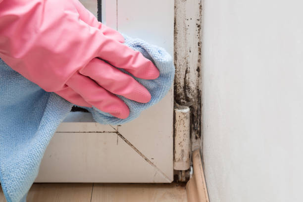 Best Home Mold Removal  in Santa Clara, CA
